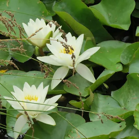 Апартаменты Schindler Mit Balkon *